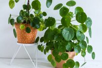 【観葉植物オススメ8選】室内がオシャレになる！ユニークな種類ならインテリアが個性的に