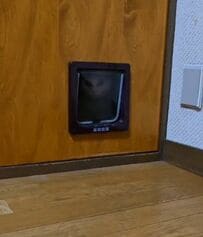 ドアの向こうから視線が…正体は猫ちゃん！飼い主さんを監視する姿がかわいすぎる！