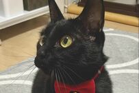 自宅でくつろぐ「猫の背後」に強烈な違和感　神々しい姿に思わず目を疑ってしまう