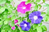 緑のカーテンで電気代節約！？今が植えどきの《暑さに強いつる植物》6選＆期待できる3つの効果