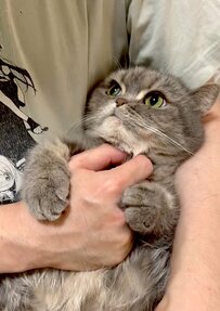 飼い主さんが猫ちゃんを抱っこすると　まさかの展開に5万いいね
