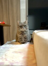 直前まで寝ていた猫さんが起きてきた「まさかの理由」にホッコリ