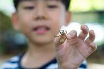 朝起きると、部屋の状態に目を疑う　セミを愛する「8歳の息子」が作った光景に「こ、これは…アート」