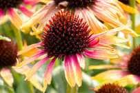 夏から秋、そして冬から春へ。花期が長くてローメンテな《多年草・球根植物》5選