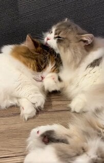 【尊すぎてムリ】子猫ちゃん、兄猫にじゃれる…可愛すぎる姿にTikTok民が悶絶