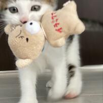 クマのぬいぐるみで遊ぶ子猫　約4年後に同じ光景を撮影したら…まさかの姿にホッコリ