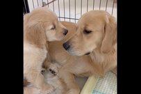 『ママ大好き』が伝わる子犬の仕草に反響「ドスン！がたまらん」