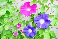 緑のカーテンで電気代節約！？今が植えどきの《暑さに強いつる植物》6選＆期待できる3つの効果