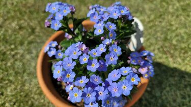 1鉢で華やか！春に咲く可憐なブルーの花「ワスレナグサ」が本当に