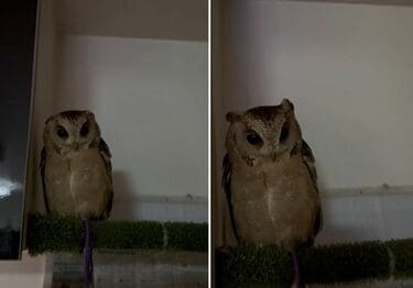 なんかよく分からないフクロウ あなたの身近にもフクロウがいる！ | ［公式］石川流域生きもの