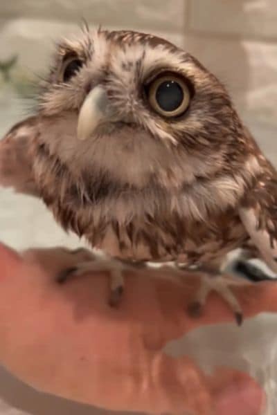 バスタイムのフクロウ