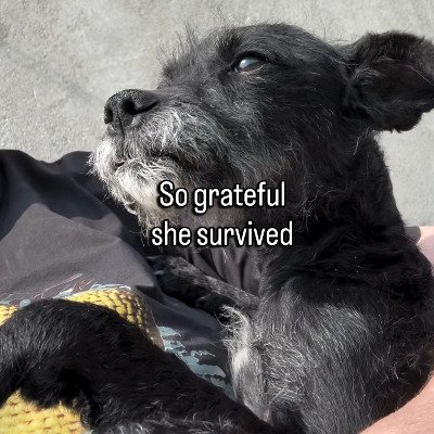 出所：<u><a href="https://www.instagram.com/p/DZHmb5-MAwn/" target="_blank">@savingharbindogs</a></u>