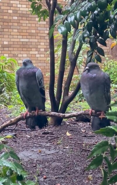 雨の日の鳩たちも可愛らしい