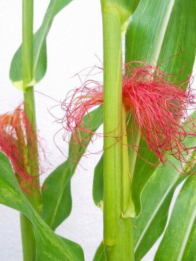 ポップコーンの原料豆を植えたら赤い髭のトウモロコシが生えたそう