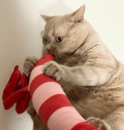 「ハンターモード」なつなくん