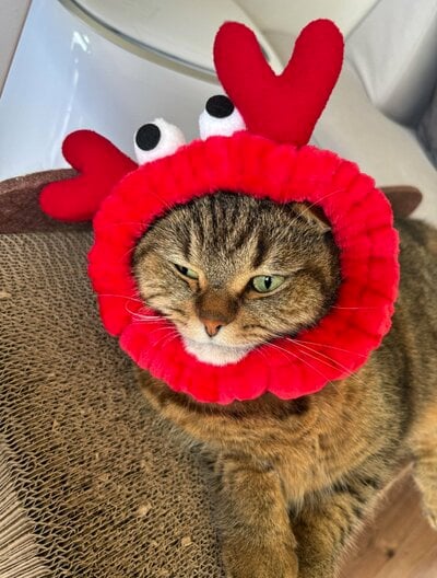 どんぐりくん、全く違うお顔に！