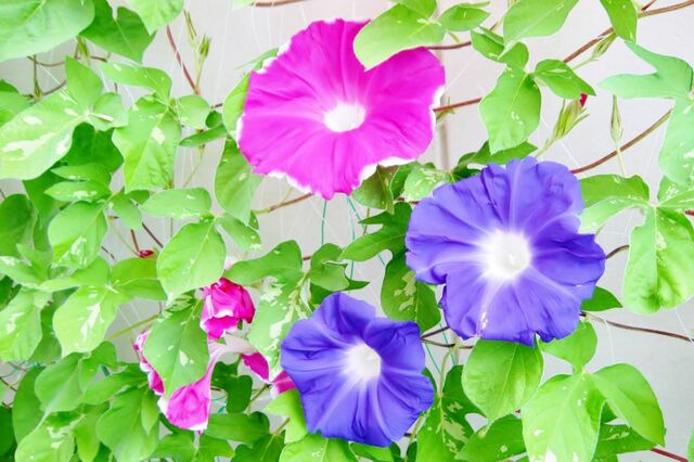 緑のカーテンで電気代節約！？今が植えどきの《暑さに強いつる植物》6選＆期待できる3つの効果