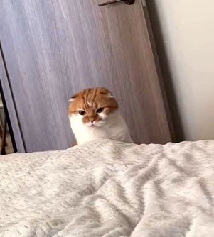 一人で布団に入れない猫　布団と格闘する姿に思わず応援したくなる