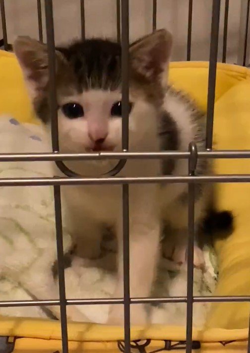 子猫ながらに強い意志を感じる「ねんね、しない！」