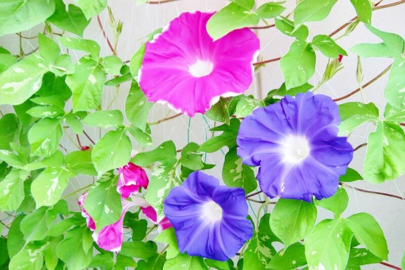 緑のカーテンで電気代節約！？今が植えどきの《暑さに強いつる植物》6選＆期待できる3つの効果