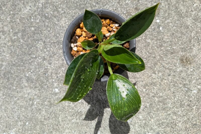 ダイソー　フィロデンドロン