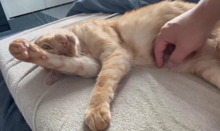 気持ちよさそうにくつろぐ猫さん お腹をなでられてリラックスした表情がずっと見ていたくなる可愛らしさ