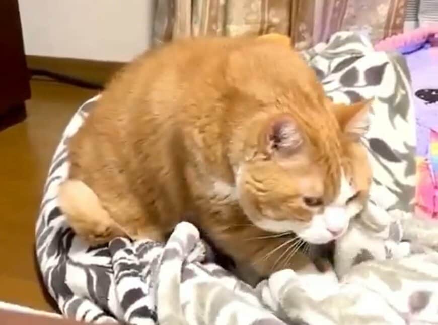 出所：@Beercat_Ana_Dar