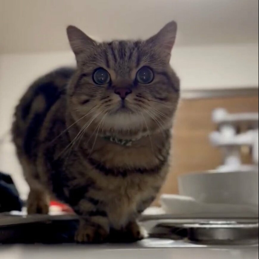 出所：@chopachabi81