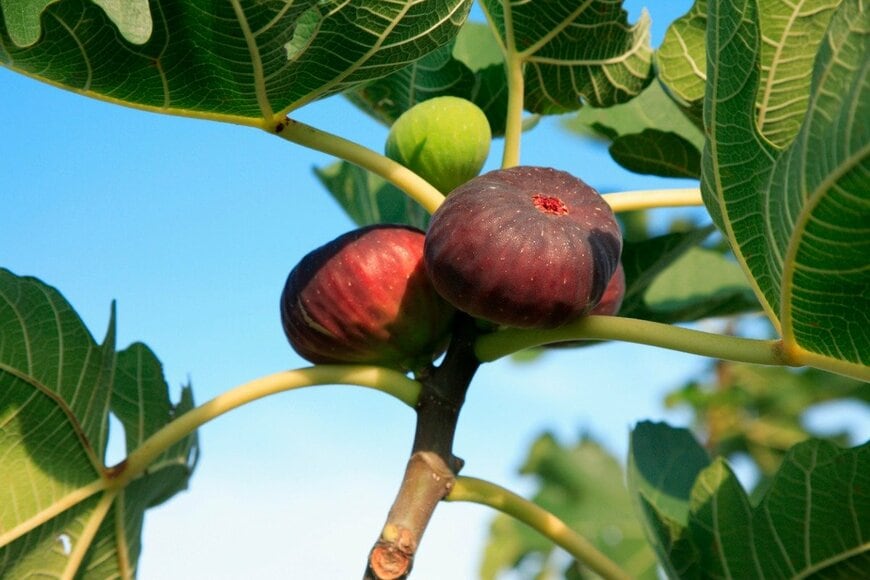 gyro/istockphoto.com