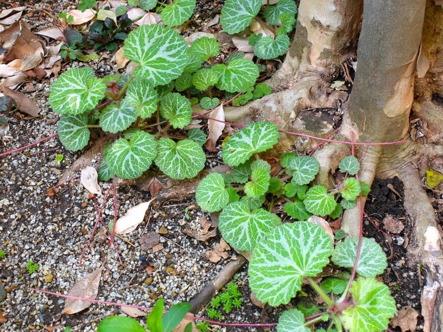 LIMOガーデニング部