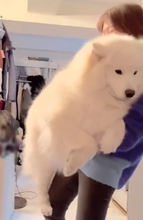 出所：@samoedsoran