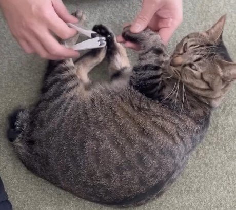 出所：@omame_mamegram