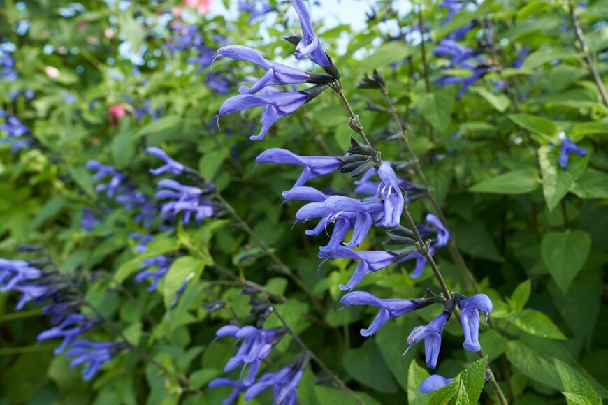 GS Planning/shutterstock.com