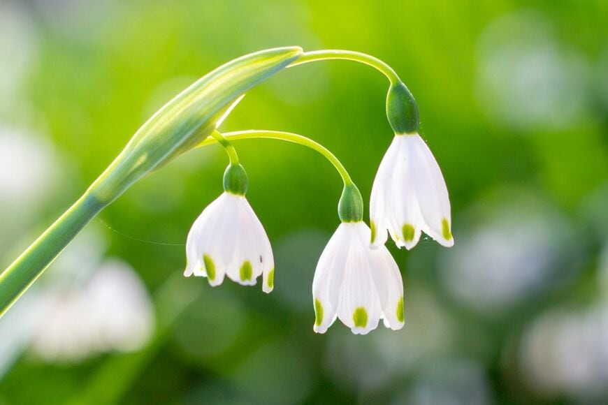今が植えどき！植えっぱなしで毎年春に花咲く「秋植え球根植物」5選＆毎年咲かせる育て方のコツ