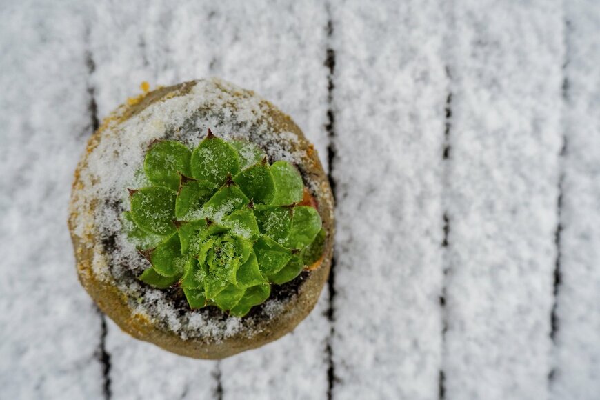 Luoxi/Shutterstock.com