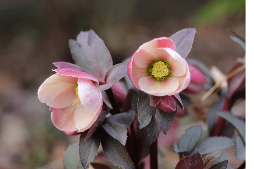 Hana-Photo/istockphoto.com