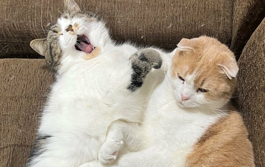 出所：@torotolo106106