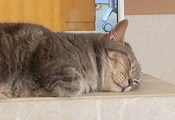 出所：@nekotansoku