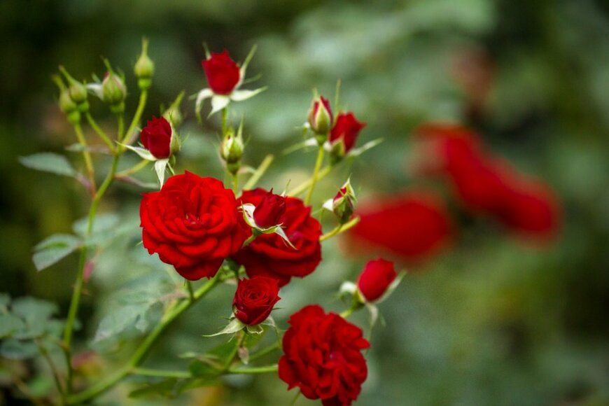 Suratn Sridama/shutterstock.com