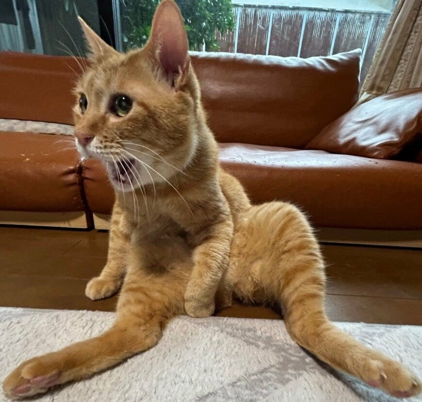 出所：@Beercat_Ana_Dar