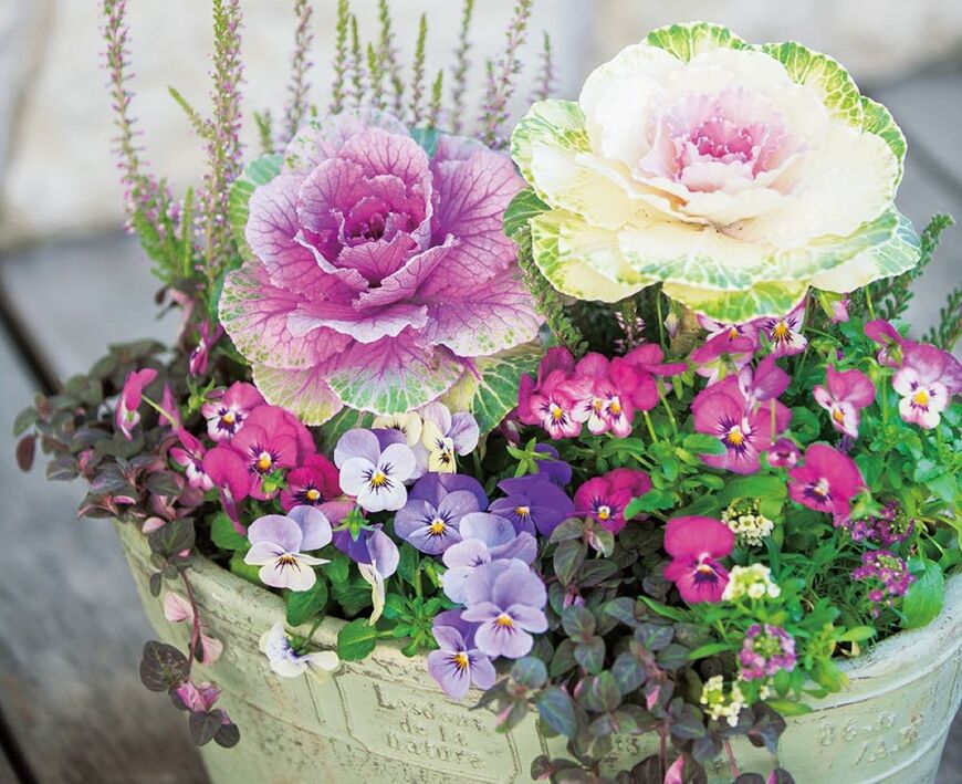 ハボタンとピエナ®の寄せ植え（画像提供：株式会社 サカタのタネ）