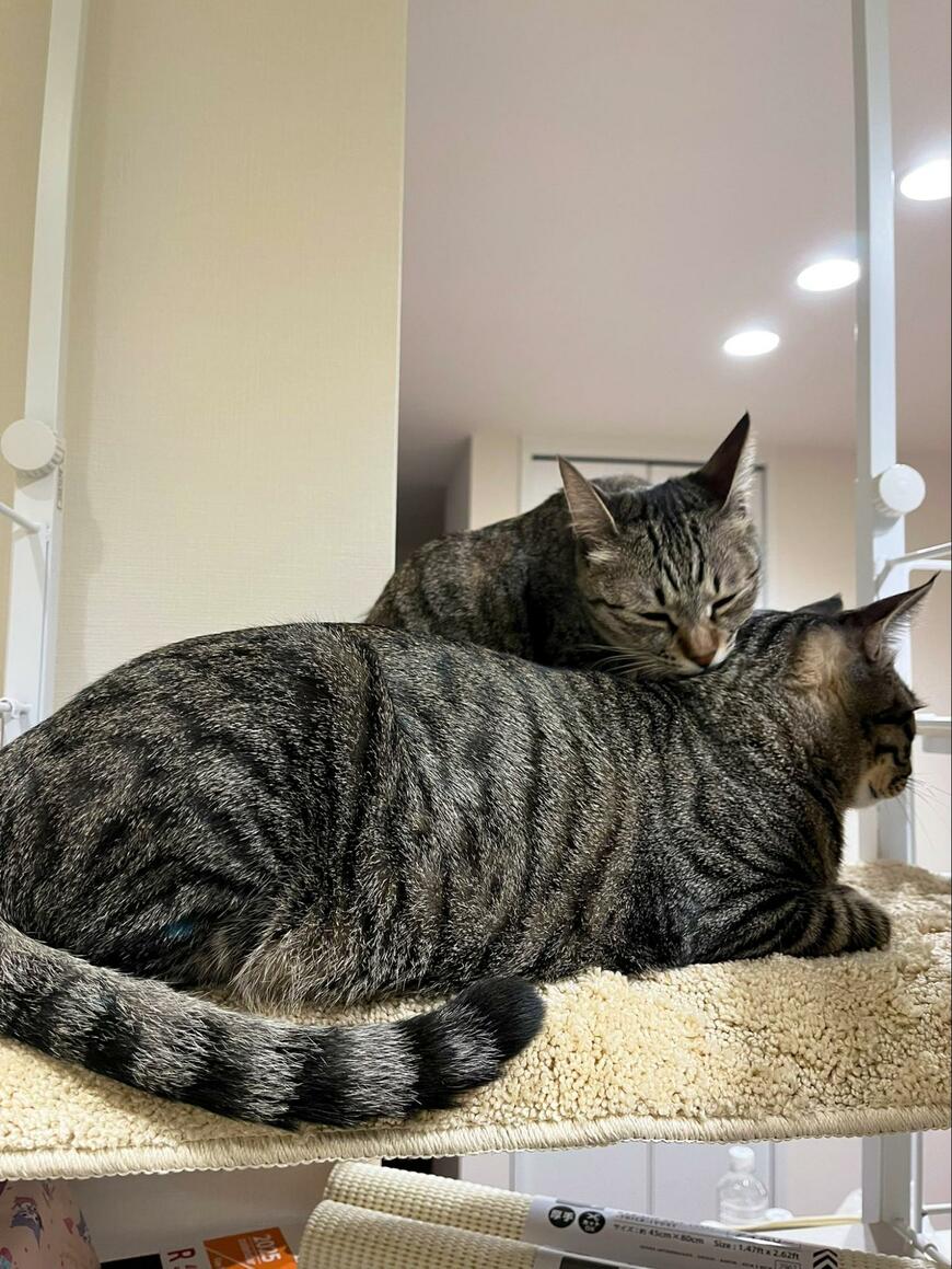 出所：@kagisuzu0531