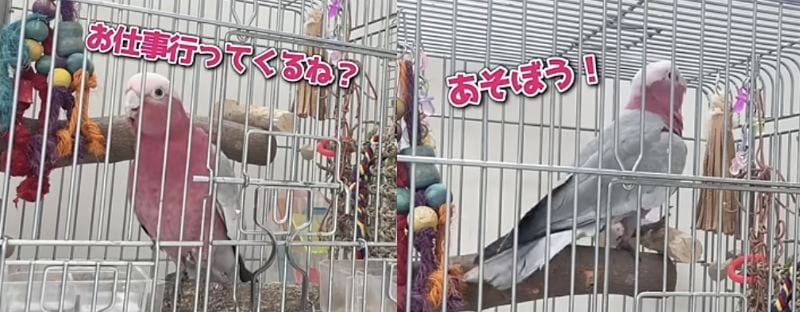 出所：@anz_omomiri