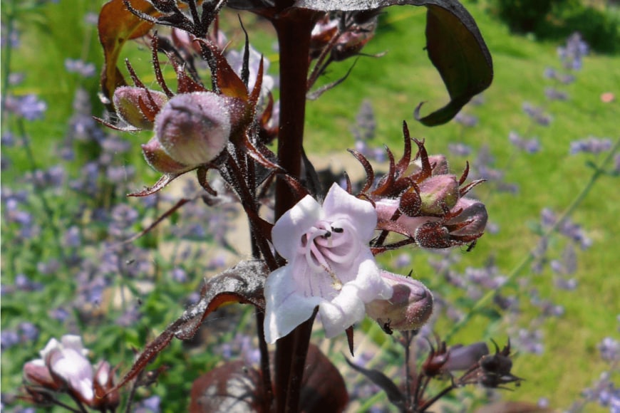 penstemon husker/shutterstock.com