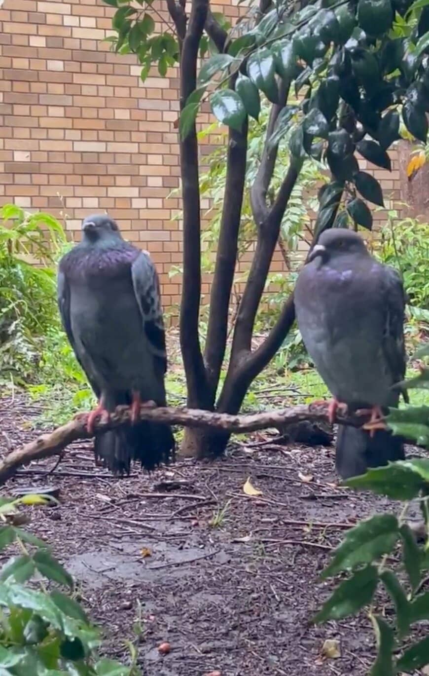 雨の日の鳩たちも可愛らしい
