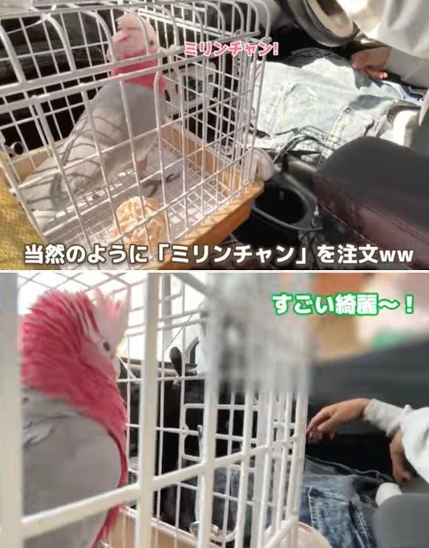 出所：@anz_omomiri