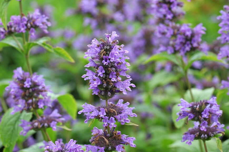 Alex Manders/shutterstock.com