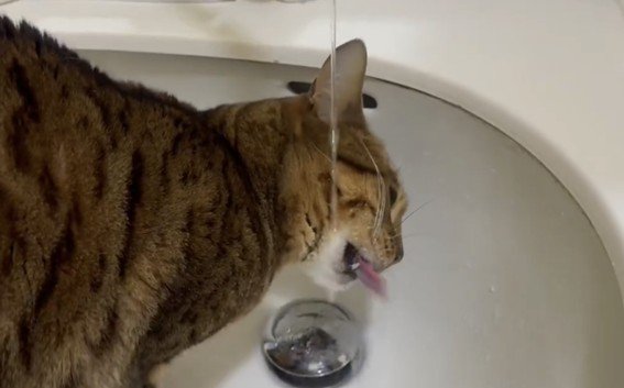 「ほとんど飲めてない…」猫ちゃんがお水を飲もうとがんばる様子がかわいいと話題に