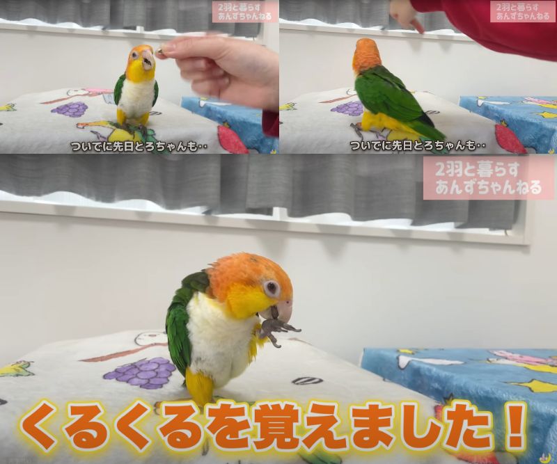 出所：@anz_omomiri