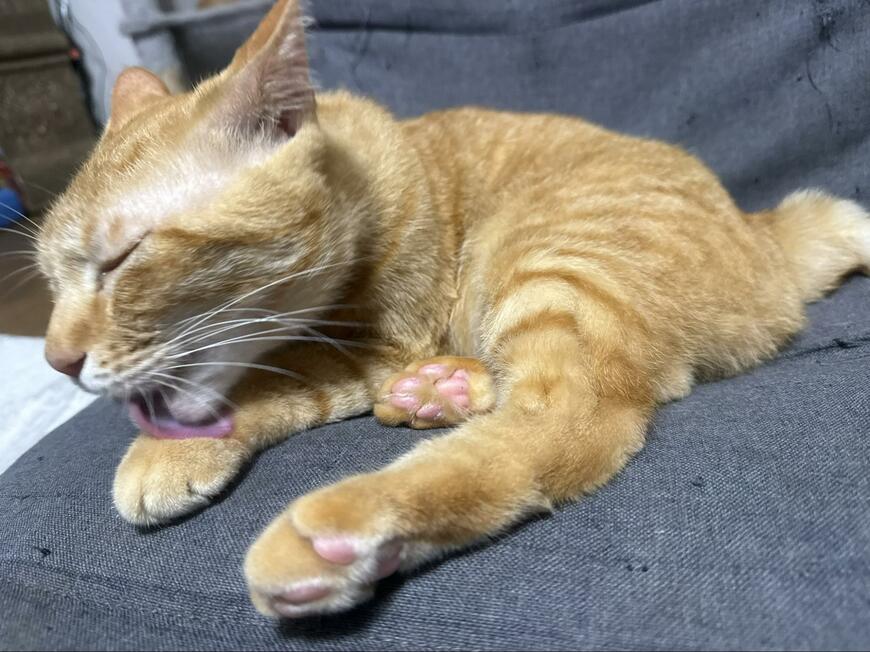 猫ちゃんの足を思わず二度見！　美味しそうなチキンレッグに見える　体の柔らかさにも脱帽